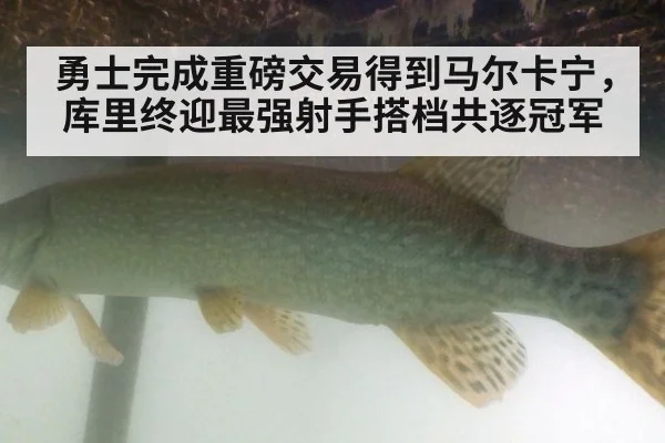 勇士完成重磅交易得到马尔卡宁，库里终迎最强射手搭档共逐冠军